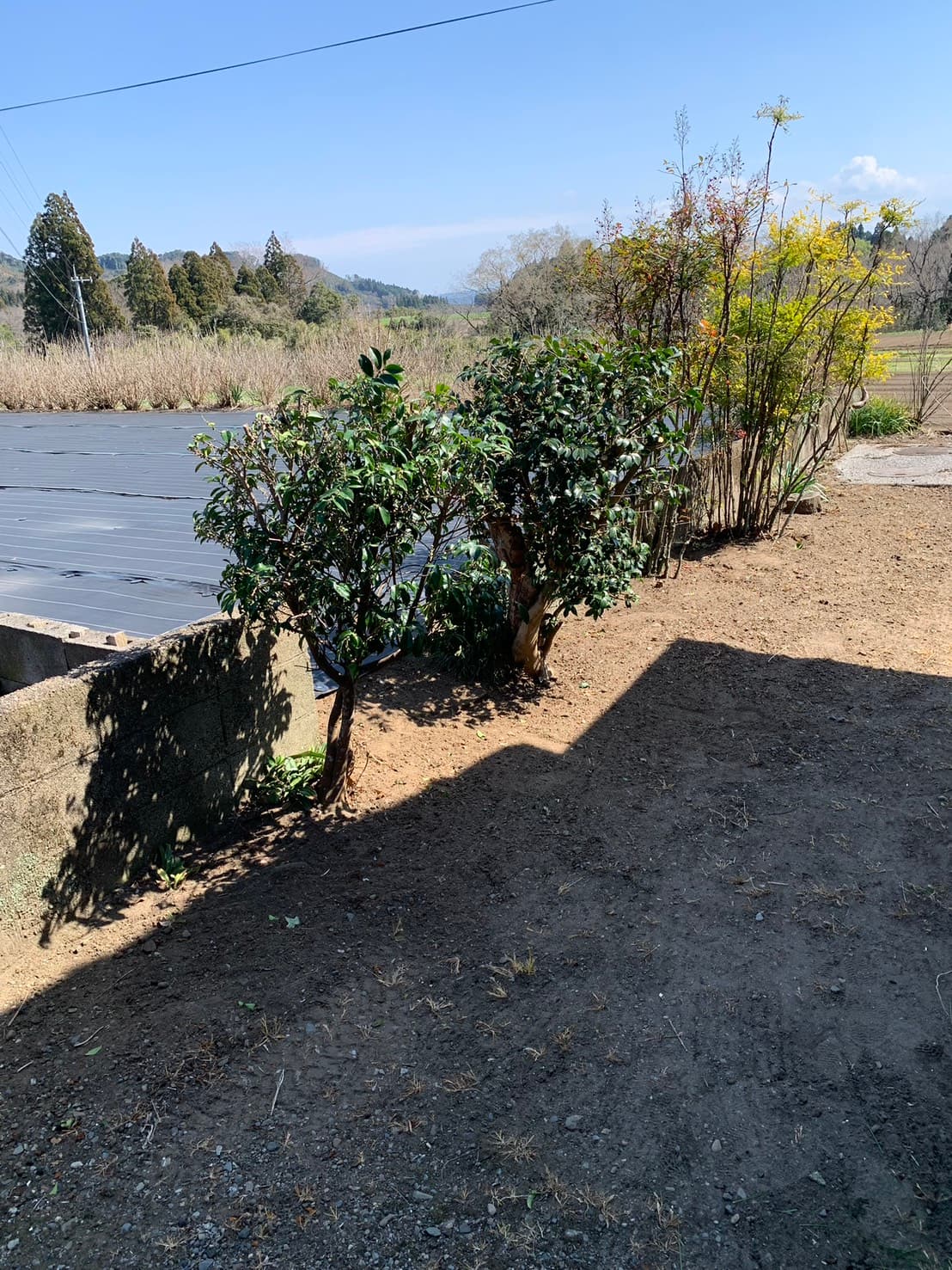 植木の剪定・清掃 作業後