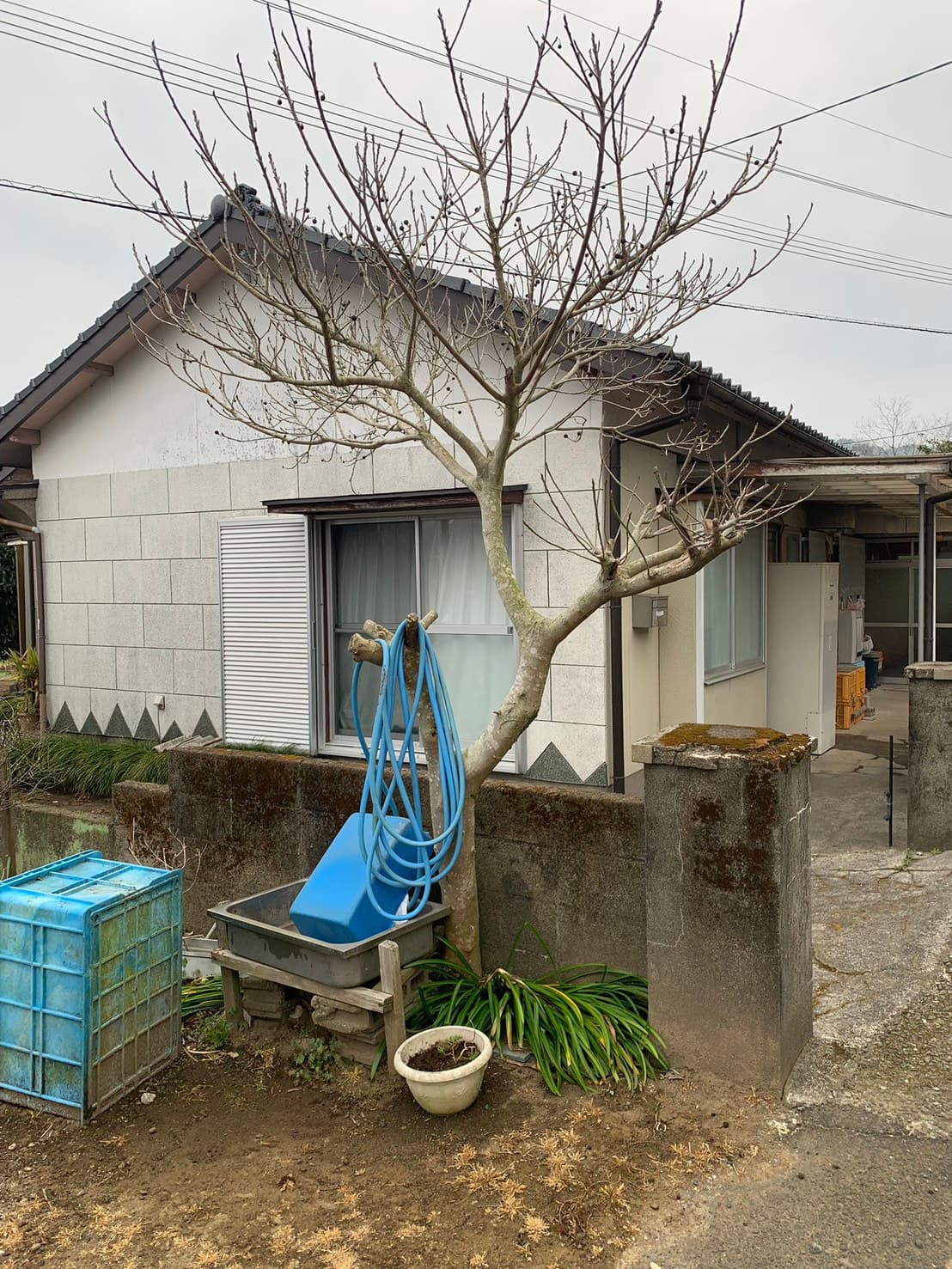 敷地周りの片付け・伐採 作業前