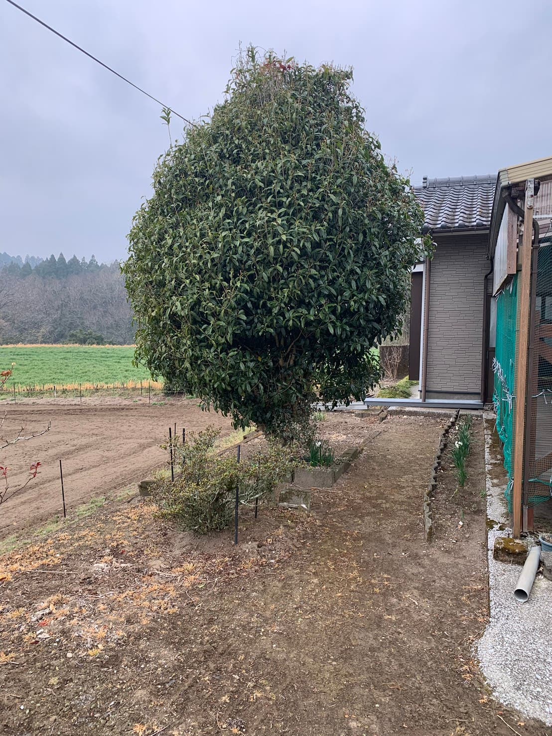 庭木の伐採・整地 作業前