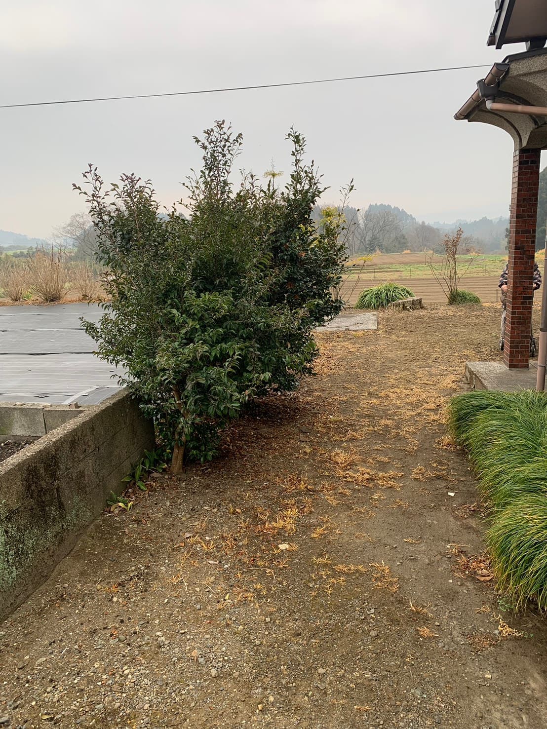 植木の剪定・清掃 作業前